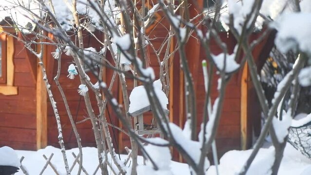 titmice, tits in a winter bird feeder. Winter, snow, titmice come for seeds