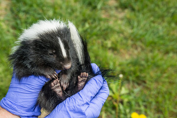 An Animal Control Officer inspecting a Striped Skunk Kit for illness and injury. - Powered by Adobe