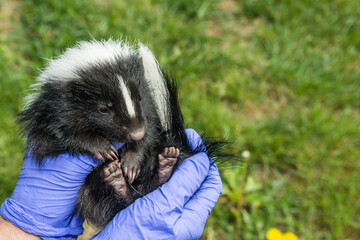 An Animal Control Officer inspecting a Striped Skunk Kit for illness and injury.