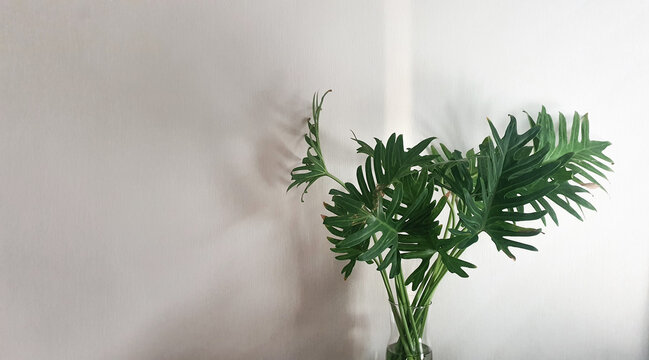 shadow from window on white wall and vase of green fresh leaves