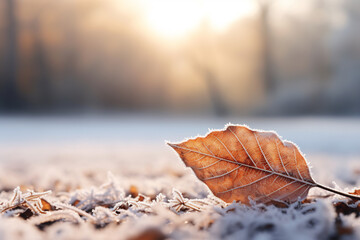 Close up of a frozen brown autumn leaf covered with rime in winter. Morning frost