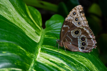 The world of butterflies in tropical plants
