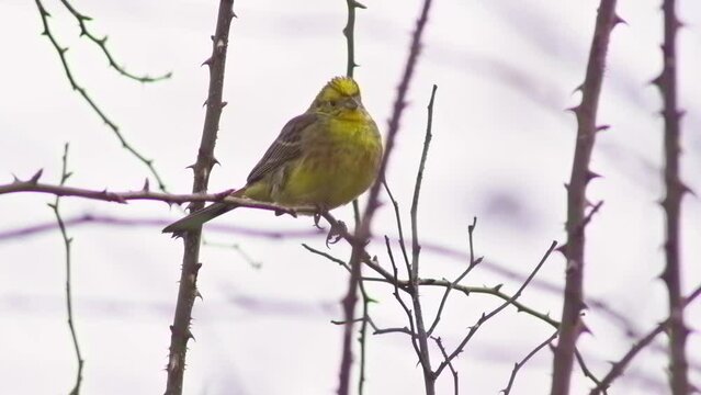 one Yellowhammer sits on the branch of a rosehip bush in strong wind