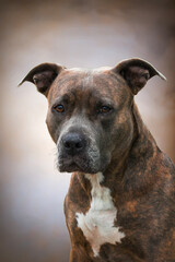 Obraz premium Cindy the Canine