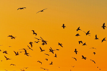 Sea birds n feeding frenzy at sunset at Rincon point in California