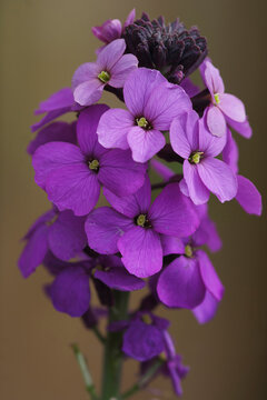 Vertical shot of the purple flower version of the English wallflower Erysimum cheiri bowles