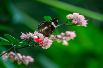 The world of butterflies in tropical plants