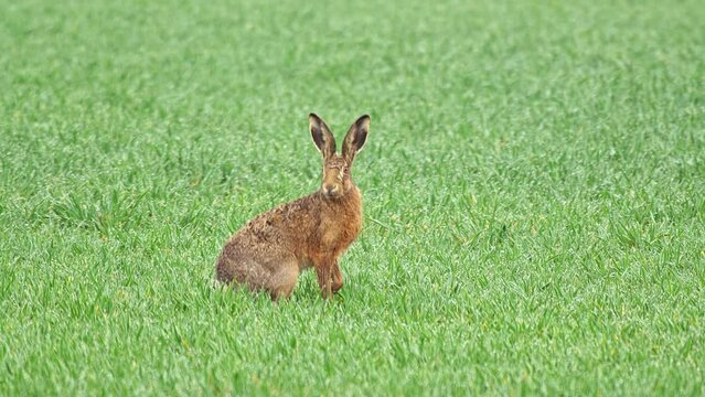 one brown hare walks across a green meadow, Halle Saale, Saxony Anhalt, Germany