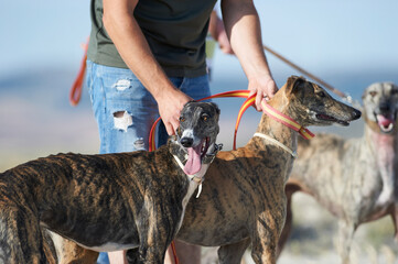 Hunter with greyhounds - 693899401