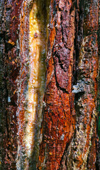 Close-up of tree sap on a brown trunk in the rainforest