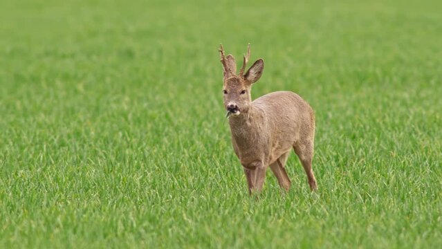 one roe Deer buck walks across a green meadow and looks for food, Halle Saale, Saxony Anhalt, Germany