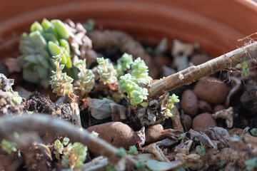 Picture of young echeveria plants growing in the pot at home. Succulent plant on the windowsill. Bright sunlight