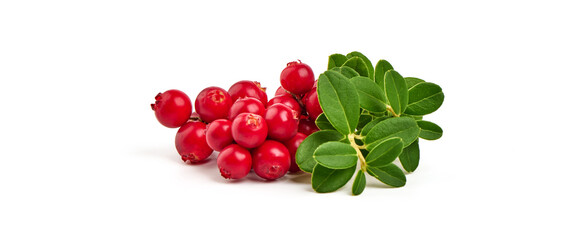 Wild cowberry, foxberry, lingonberry with leaves, isolated on white background. High resolution...