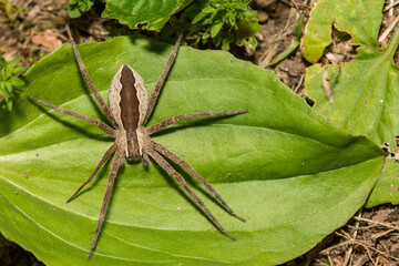 Nursery Web Spider - Pisaurina mira