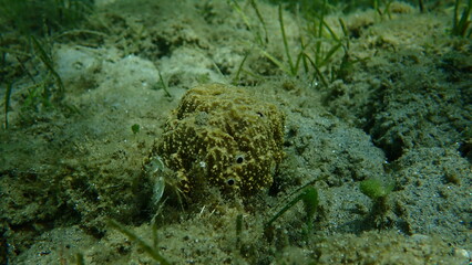 Stinker sponge (Sarcotragus fasciculatus) undersea, Aegean Sea, Greece, Halkidiki
