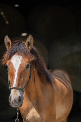 Obraz premium A beautiful thoroughbred horse stands in a dark stable on a farm.