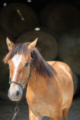 Obraz premium A beautiful thoroughbred horse stands in a dark stable on a farm.