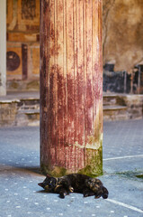 cat sleeping under a column of an ancient Roman house in Pompeii. Pompeii buried by the volcanic eruption of Vesuvius in 79 AD - 693905042