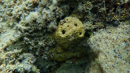 Stinker sponge (Sarcotragus fasciculatus) undersea, Aegean Sea, Greece, Halkidiki
