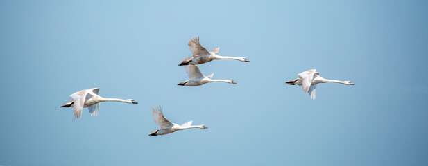 Flying swans in the blue sky. Waterfowl at the nesting site. A flock of swans walks on a blue lake.
