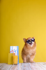 Funny little purebred dog goes on vacation on a plane. Fluffy pet spitz on yellow background with documents, plane tickets