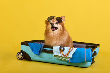 Dog puppy spitz sitting in a big blue suitcase with glasses and waiting for a ride. Traveling with...