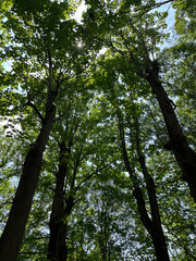 trees and sky