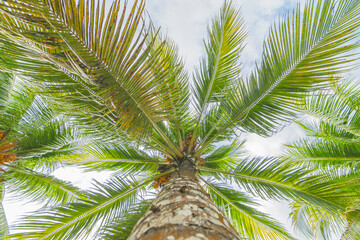 Cocotiers vus du sol avec un ciel bleu.	