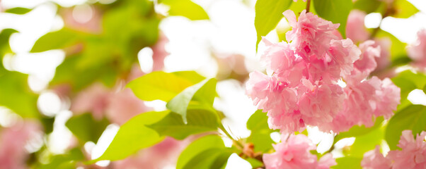 Sakura. Cherry blossom, branches with flowers sway in the wind. Pink flowers of the sakura tree....