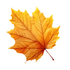 Fototapeta premium Autumn Leaf isolated on transparent background.