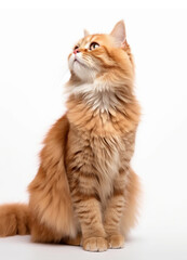 Close-up of red fluffy cat looking up on white background