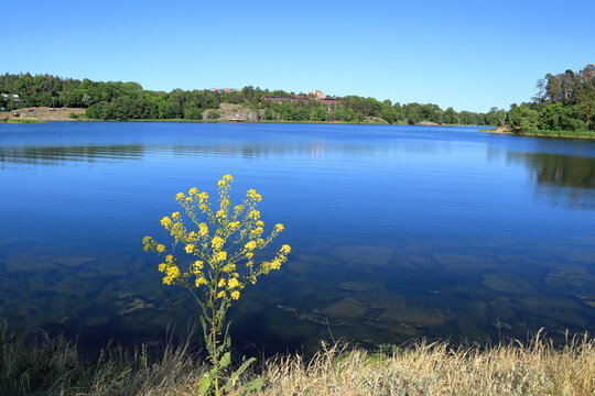Brunnsviken lake. One sunny summer day in June. Calm clear water. Solna, Stockholm, Sweden.