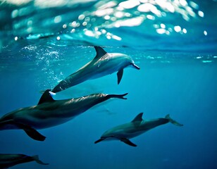 野生のイルカのイメージ