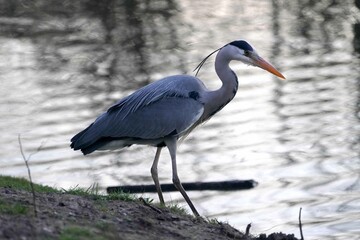 grey heron in Rotterdam