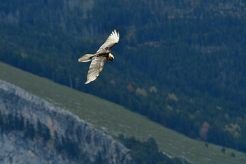 quebrantahuesos en el pirineo aragones en España