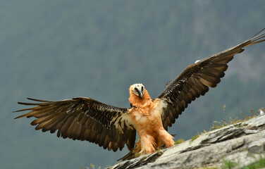 quebrantahuesos en el pirineo aragones en España