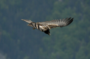quebrantahuesos en el pirineo aragones en España