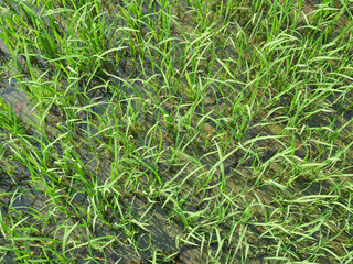 Rice fields, newly planted, pure green