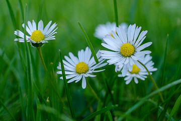 Small white daisies close-up in green grass. Spring background