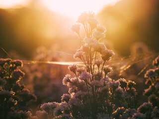 Field of flowers exposed to sunlight It is extremely beautiful