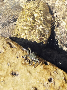 Sea crab amidst rocks: claws emerge from its intricate shell, antennae exploring. Sunlight dances on cliffs, highlighting the shell's texture.
