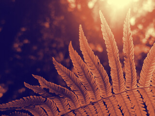 Warm sepia-toned fern leaf against sunlight, pattern texture foliage. Forest photography orange,...