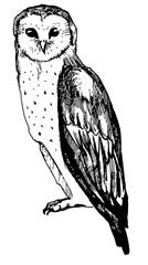 Stylized cute owl line art doodle sketch design element print children coloring book. Hand drawn animal collection cute owl cover full leght character. Set birds hand drawn ink pen illustration