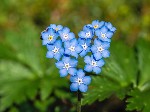 Alpen-Vergissmeinnicht