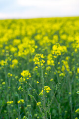 Yellow rapeseed field on a summer day, landscape with yellow rapeseed