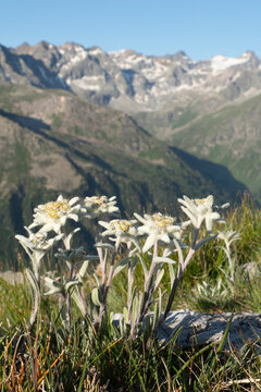 Edelweiss