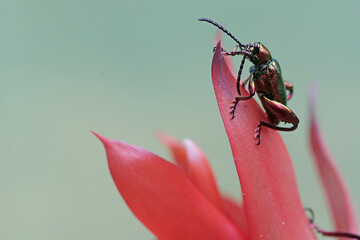 A frog leg beetle is foraging on wild pineapple flower. These beautiful colored insects like...