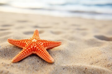 Fototapeta na wymiar Close-up of a starfish on the beach