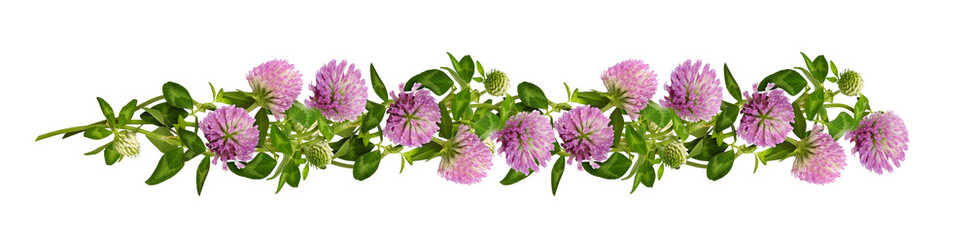 Pink clover flower, bud and leaves in a floral line arrangement isolated on white or transparent...