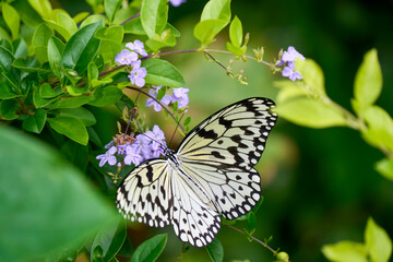 butterfly on flower in okinawa, japan